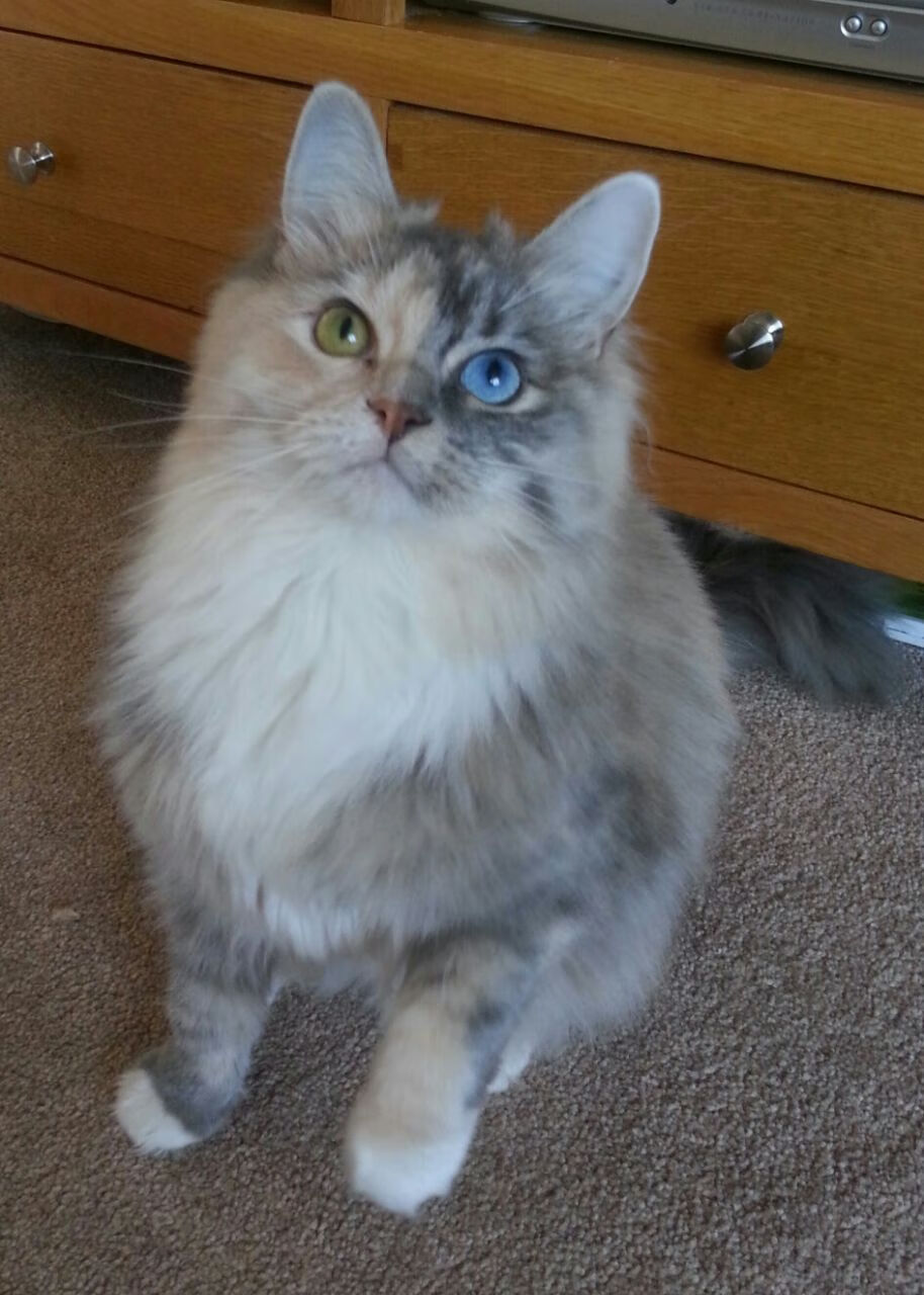 雷霆狂胜尼克斯，杰伦·格林如何用无形之手导演一场现代篮球的量子纠缠